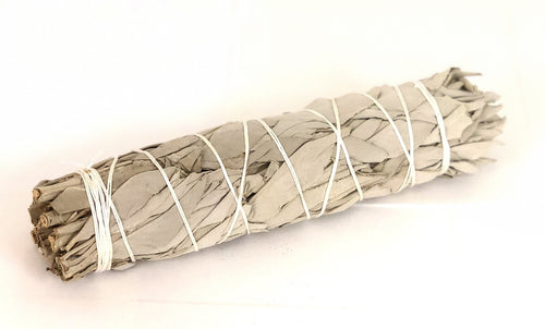 Medium California White Sage 5-6