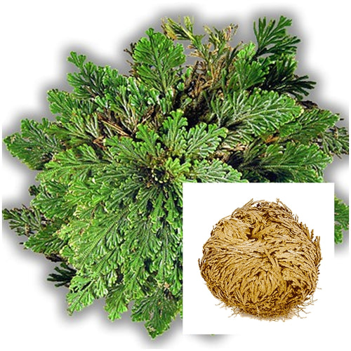Rose of Jericho flower